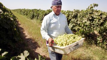 Un trabajador en el viñedo Guimarra. La UFW exigió que la empresa proporcionara carritos para ayudar a los trabajadores a cargar las uvas.