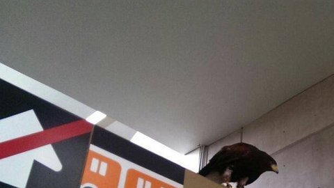 El ave permaneció en la estación durante una hora, según informó el Metro de la capital mexicana.