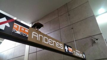 El ave permaneció en la estación durante una hora, según informó el Metro de la capital mexicana.