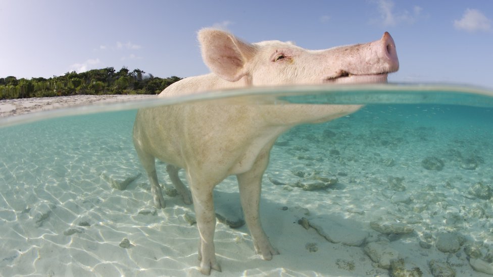 Los cerdos también tienen su paraíso … en Bahamas