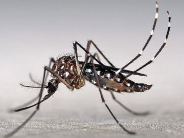 Mosquito vector del zika Aedes aegypti.