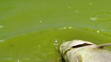 Pez muerto en agua contaminada por algas.