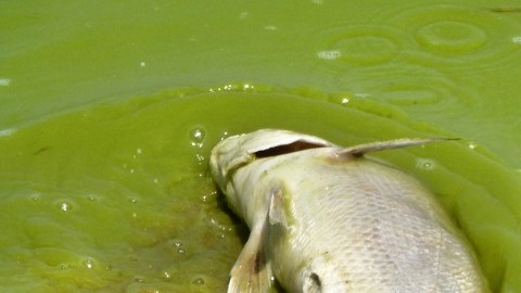 Pez muerto en agua contaminada por algas.