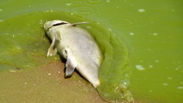 Pez muerto en agua contaminada por algas.