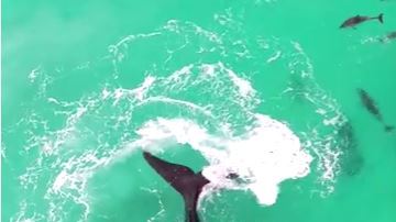 Ballena y delfines jugando