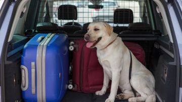 El maletero bien equipado puede ser el mejor lugar para que viajen los perros.