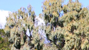 Es posible sembrar un hermoso jardín de plantas resistentes a la sequía.