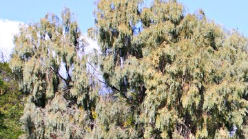 Es posible sembrar un hermoso jardín de plantas resistentes a la sequía.