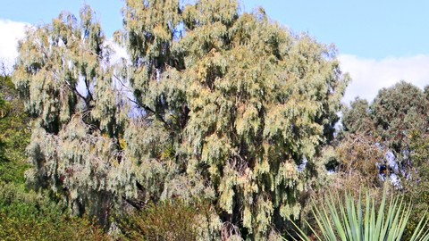 Es posible sembrar un hermoso jardín de plantas resistentes a la sequía.