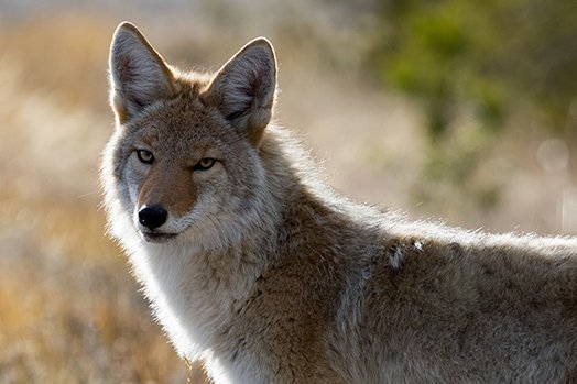 puede un perro matar a un coyote