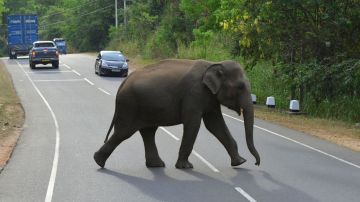 Elefante en Sri Lanka