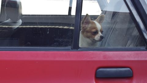 En un corto tiempo, el canino con el cuerpo sobrecalentado puede sufrir daños críticos en el cerebro, corazón, hígado, riñones y sistema nervioso