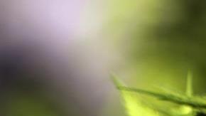Marihuana