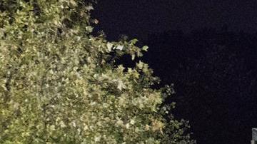 Fueron trasladados en un tráiler