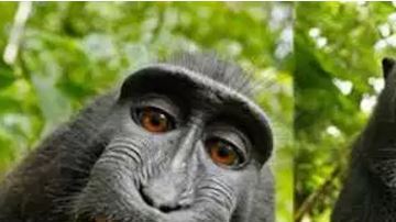 Naruto en la isla indonesia de Sulawesi.