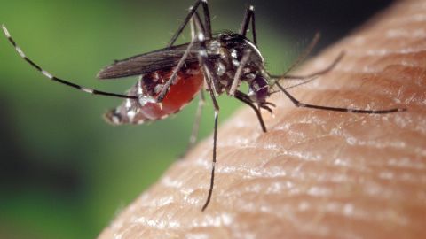 Mosquitos