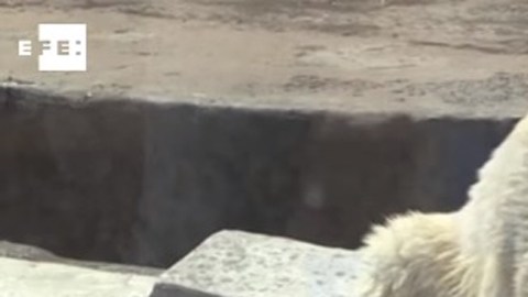 La osa polar Nika hizo su predicción para la final entre Alemania y Chile