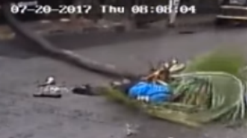 Habían reportado las malas condiciones de la palmera