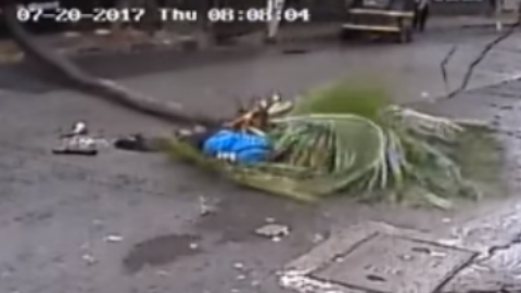 Habían reportado las malas condiciones de la palmera