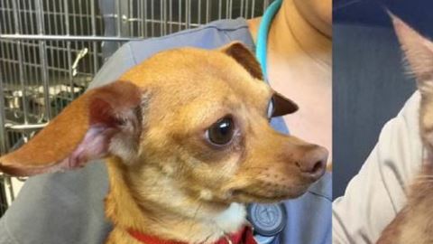 Dos de las mascotas sobrevivieron.