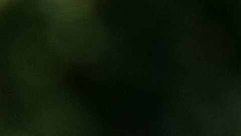 Las picaduras de las garrapatas de patas negras pueden transmitir la enfermedad de Lyme.