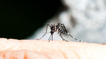Los mosquitos Aedes,, como este, pueden transmitir los peligrosos virus del Zika, dengue y Chikungunya.