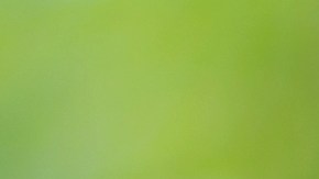 picadura=mosquito-zika-shutterstock_371533378