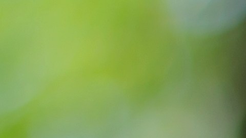 picadura=mosquito-zika-shutterstock_371533378