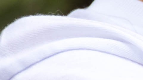 mosquito