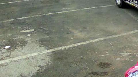 Los animales estaban amarrados con alambre