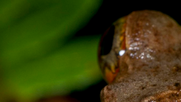 si el asteroide no hubiese destruido la vida terrestre hace 66 millones de años, el 88 % de las especies de ranas actuales no existirían.