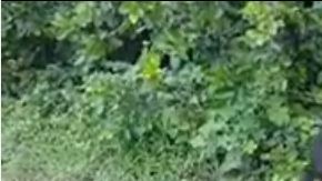 Serpiente y niños en Asia