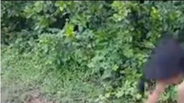 Serpiente y niños en Asia