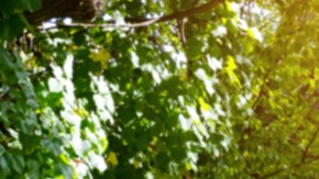 shutterstock_552655543