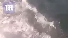 Surfista choca con ballena