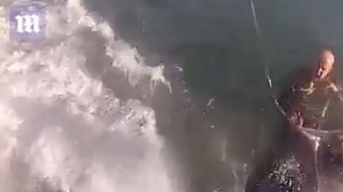 Surfista choca con ballena