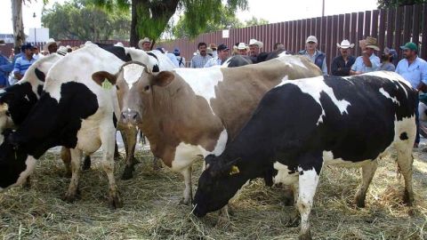 Postura del sector lechero mexicano