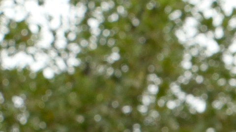 Quieren incrementar la lucha a favor de “DACA”.