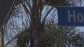 Cruce en el bulevar Hollywood.