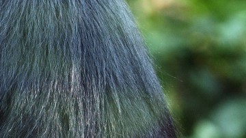 El bebé Langur Laa Laa en 2004, en el zoológico de Londres