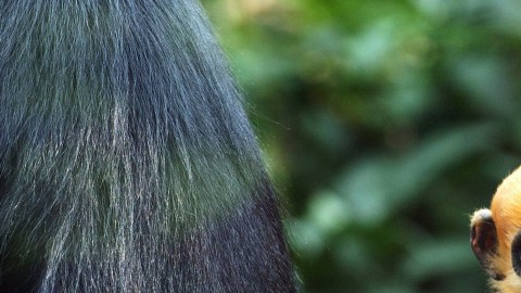 El bebé Langur Laa Laa en 2004, en el zoológico de Londres