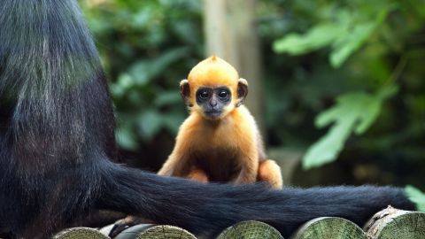 El bebé Langur Laa Laa en 2004, en el zoológico de Londres