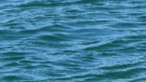 Expertos en vida marina estudian las razones del desplazamiento y su adaptación al torrente urbano.