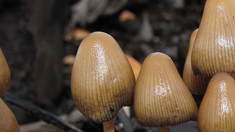 Los hongos alucinógenos pertenecen a la Lista I según la Ley de Sustancias Controladas de California
