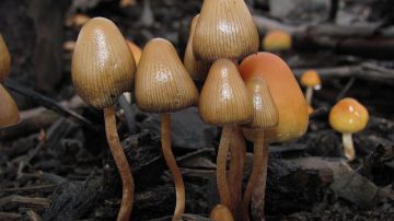Los hongos alucinógenos pertenecen a la Lista I según la Ley de Sustancias Controladas de California
