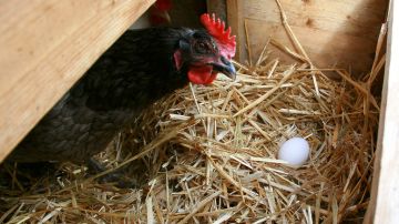 En California existen  15.5 millones de gallinas que producen unos 5,000 millones de huevos al año