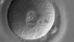 Los beneficios de la "reparación" de ADN se transmitirían de generación en generación