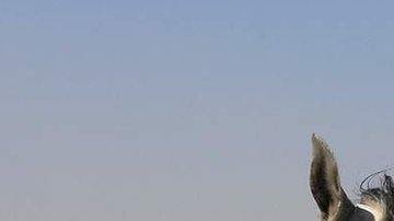 A través de su propaganda Estado Islámico quiso vender a los menores una imagen positiva de la yihad.