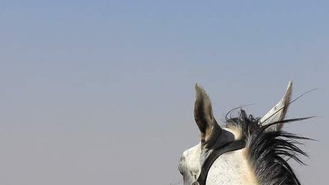 A través de su propaganda Estado Islámico quiso vender a los menores una imagen positiva de la yihad.