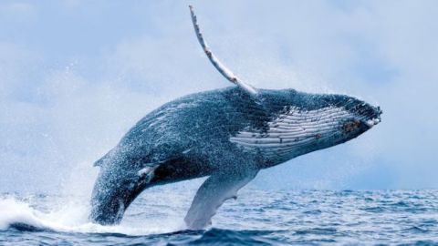 Ballena azul